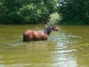 Belle Jument Quater horse 8 ans
