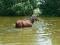 Belle Jument Quater horse 8 ans