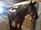 Belle Jument Quater horse 8 ans