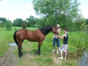 Belle Jument Quater horse 8 ans