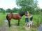 Belle Jument Quater horse 8 ans