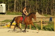 Dressage classique
