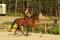 Dressage classique