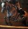Cheval de concours exceptionnel 