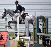 Cheval de concours exceptionnel 