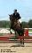 Superbe Appendix 7 ans, dressage et obstacle