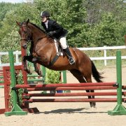 Superbe Appendix 7 ans, dressage et obstacle
