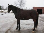 Superbe Appendix 7 ans, dressage et obstacle