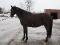 Superbe Appendix 7 ans, dressage et obstacle