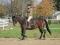 Superbe Appendix 7 ans, dressage et obstacle