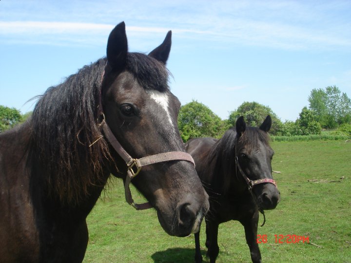 Pension pour votre cheval - Zack et Jessie