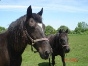 Pension pour votre cheval