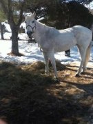 Splendide Jument QH 100% Sécuritaire