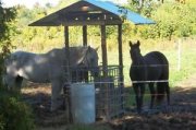 Splendide Jument QH 100% Sécuritaire