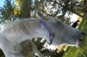 Splendide Jument QH 100% Sécuritaire