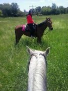 Splendide Jument QH 100% Sécuritaire