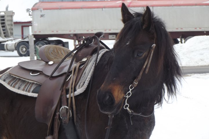 Belle jument quarter horse
