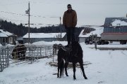 Belle jument quarter horse