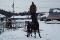 Belle jument quarter horse
