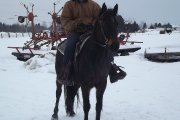 Belle jument quarter horse