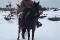 Belle jument quarter horse