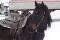 Belle jument quarter horse