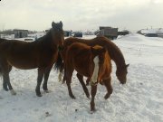 pouliche qh