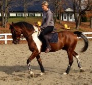 Hongre QH x Paint 8 ans 