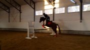 Hongre QH x Paint 8 ans 