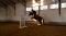 Hongre QH x Paint 8 ans 