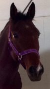 Hongre QH x Paint 8 ans 