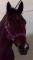 Hongre QH x Paint 8 ans 