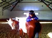 Hongre QH x Paint 8 ans 