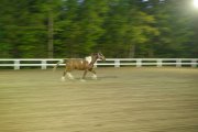 Hongre QH x Paint 8 ans 