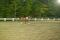 Hongre QH x Paint 8 ans 