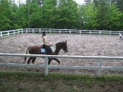 Hongre QH x Paint 8 ans 
