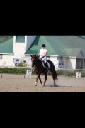 Recherche cheval de dressage