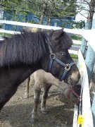 Poney hongre de 15 ans