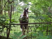 beau paint horse polyvalent