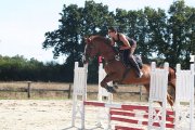 Cheval polyvalent selle français