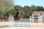 Cheval polyvalent selle français