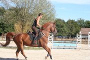 Cheval polyvalent selle français
