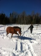 Beau, bon quater horse a vendre de 4 ans à voir...