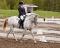 Entraînement de poneys et petits chevaux