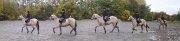 QH buckskin versatile, dois vendre rapidement