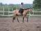 QH buckskin versatile, dois vendre rapidement