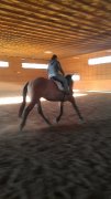 QH buckskin versatile, dois vendre rapidement