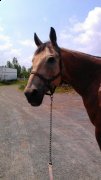QH buckskin versatile, dois vendre rapidement