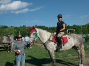 Super cheval TB/Percheron