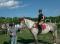 Super cheval TB/Percheron